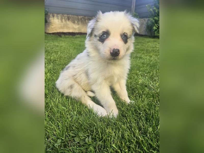 BORDER COLLIE Welpe Bandit