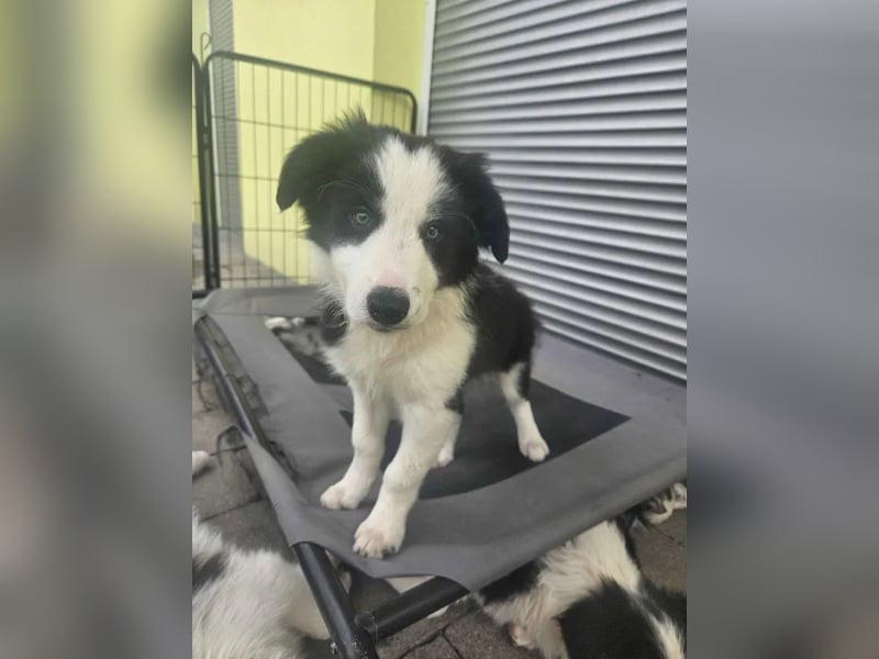 BORDER COLLIE Welpe Bruno
