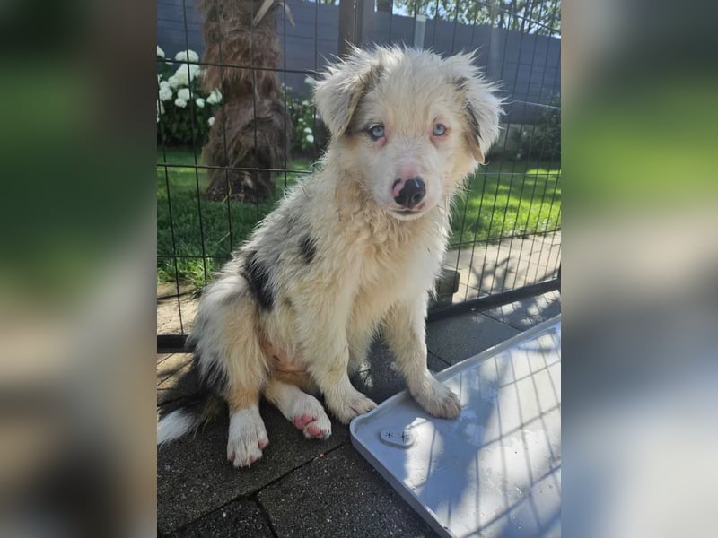 BORDER COLLIE Welpe Buddy