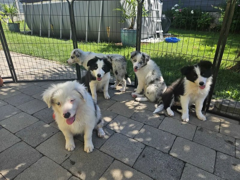 BORDER COLLIE Welpe Bandit