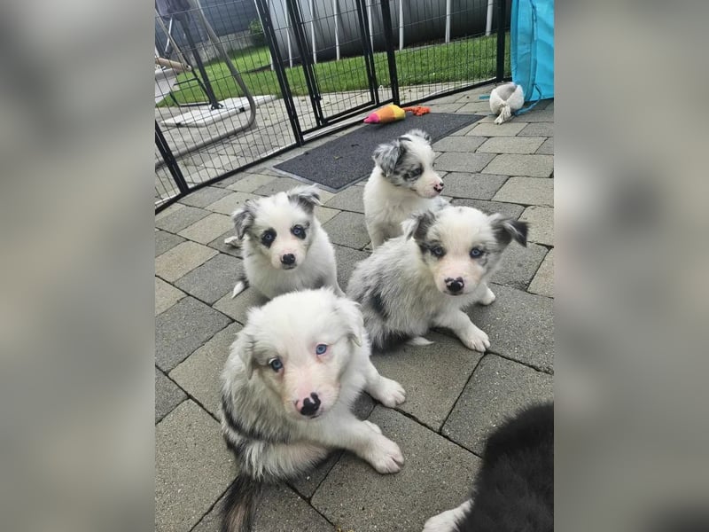 BORDER COLLIE Welpe Buddy