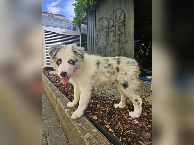 BORDER COLLIE Welpe Bandit