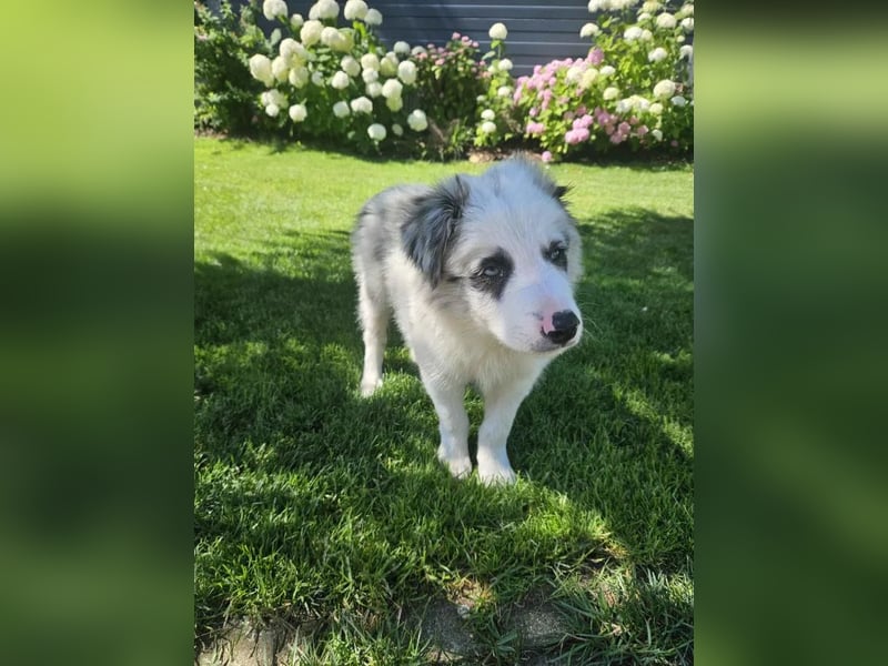 BORDER COLLIE Welpe Bandit