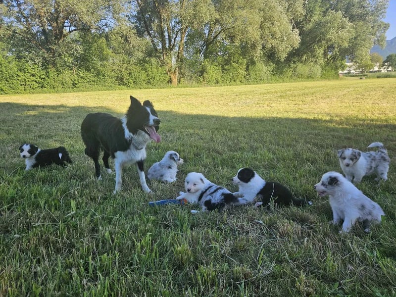 BORDER COLLIE Welpe Bruno