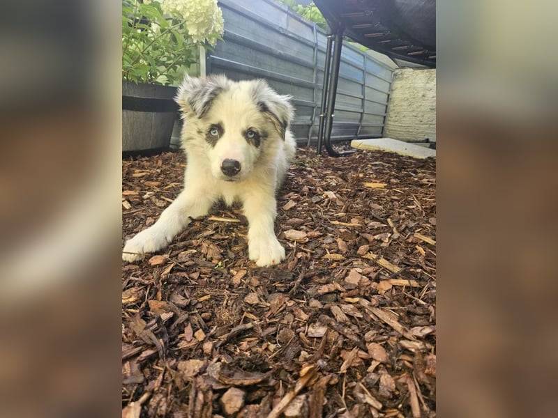 BORDER COLLIE Welpe Bandit
