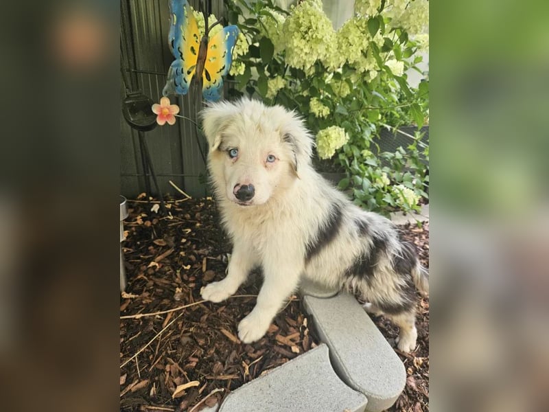 BORDER COLLIE Welpe Buddy