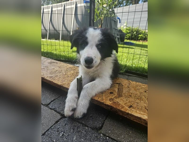 BORDER COLLIE Welpe Bruno
