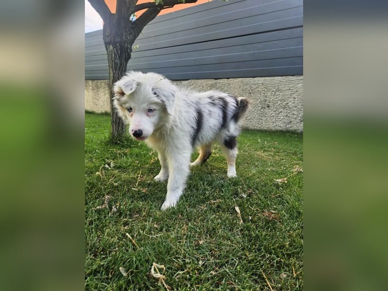 BORDER COLLIE Welpe Buddy