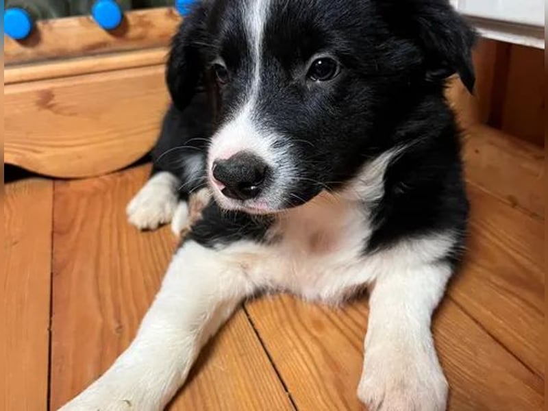 Border Collie Hündin – geimpft, entwurmt, gechipt, mit EU-Heimtierausweis