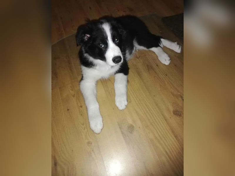 Border collie   Hündin – geimpft, entwurmt, gechipt, mit EU-Heimtierausweis