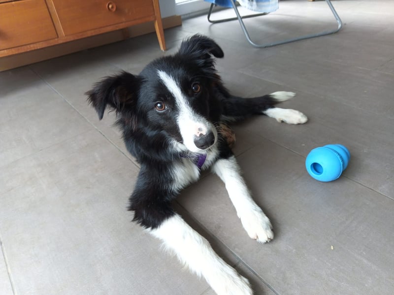 FABIO ❤️ einfach liebevoll, Pflegefamilie Brilon