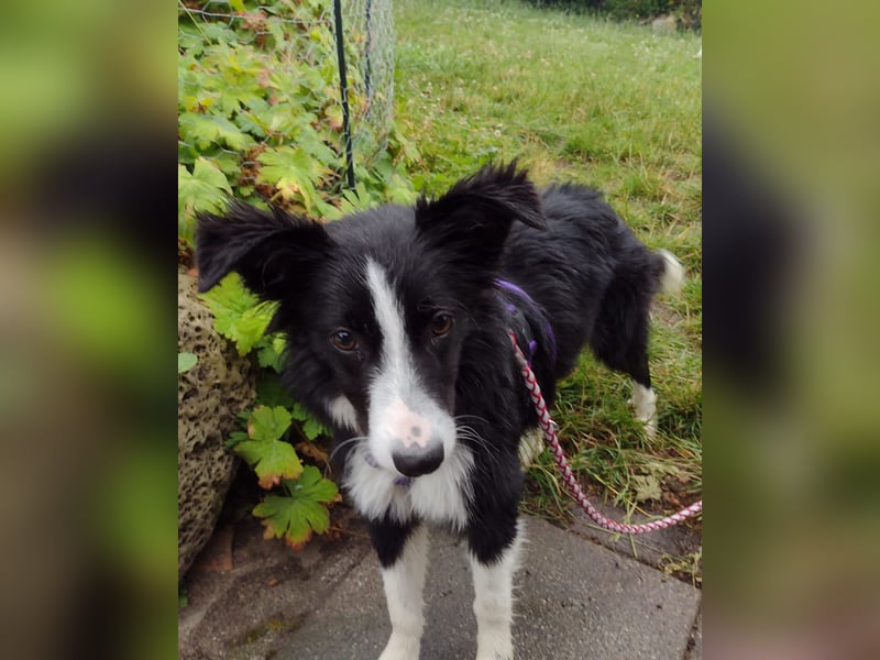 FABIO ❤️ einfach liebevoll, Pflegefamilie Brilon