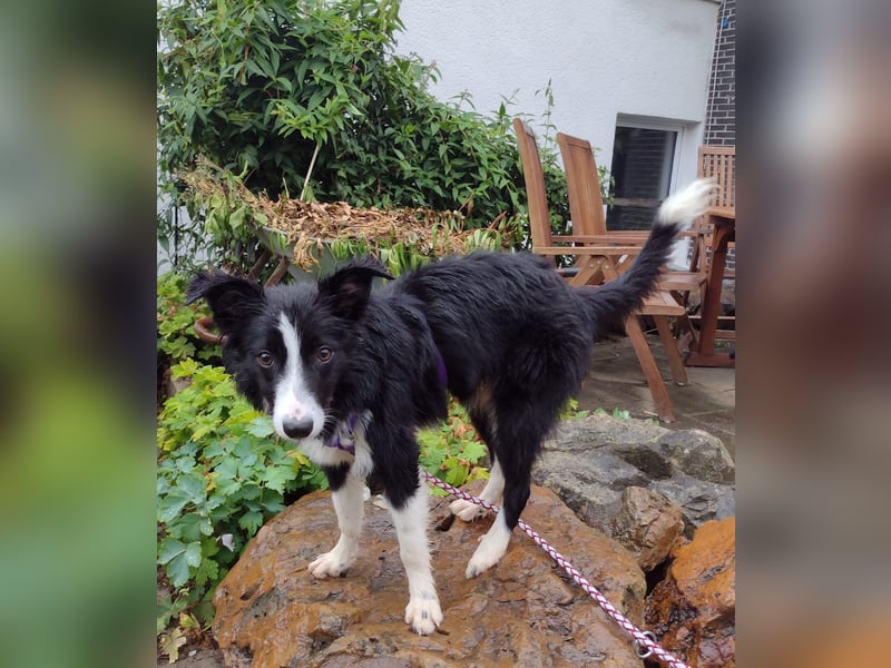 FABIO ❤️ einfach liebevoll, Pflegefamilie Brilon