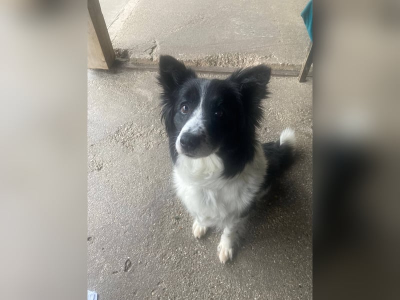 TINA ca. 11 J. sehr liebe, brave Border Collie-Hündin sucht