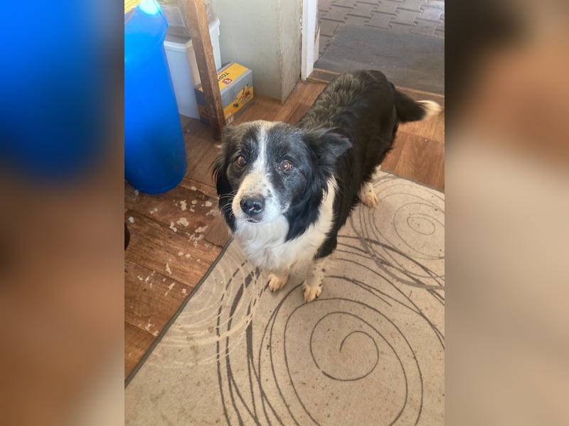 TINA ca. 11 J. sehr liebe, brave Border Collie-Hündin sucht