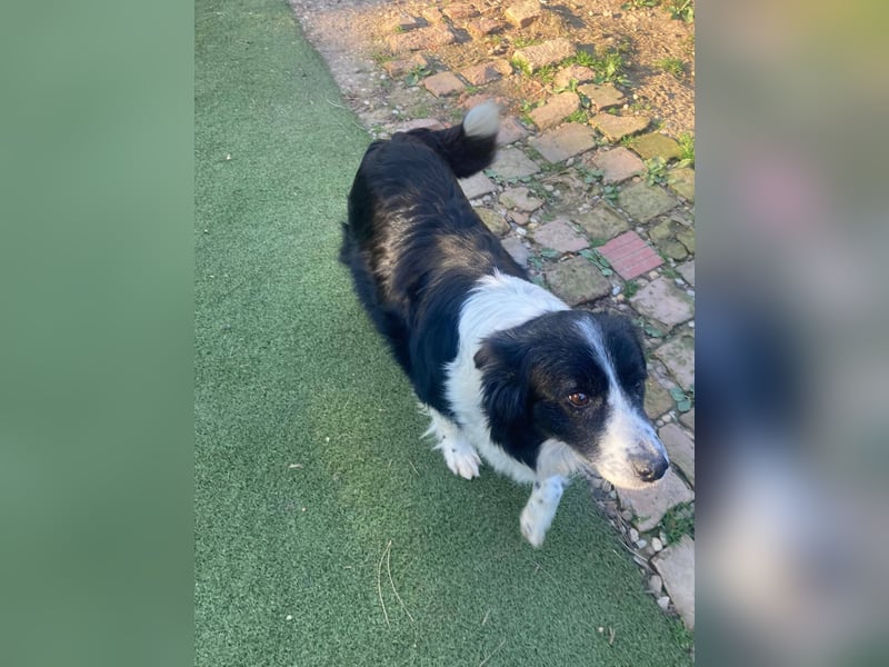 TINA ca. 11 J. sehr liebe, brave Border Collie-Hündin sucht