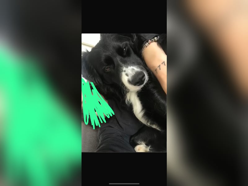 Border Collie schwarz-weiß