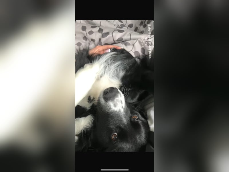 Border Collie schwarz-weiß