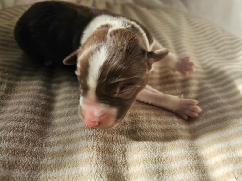 Border Collie Welpen Rüden und Hündinnen