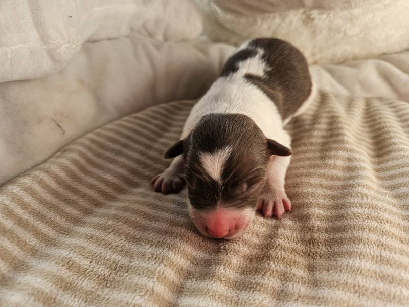 Border Collie Welpen Rüden und Hündinnen