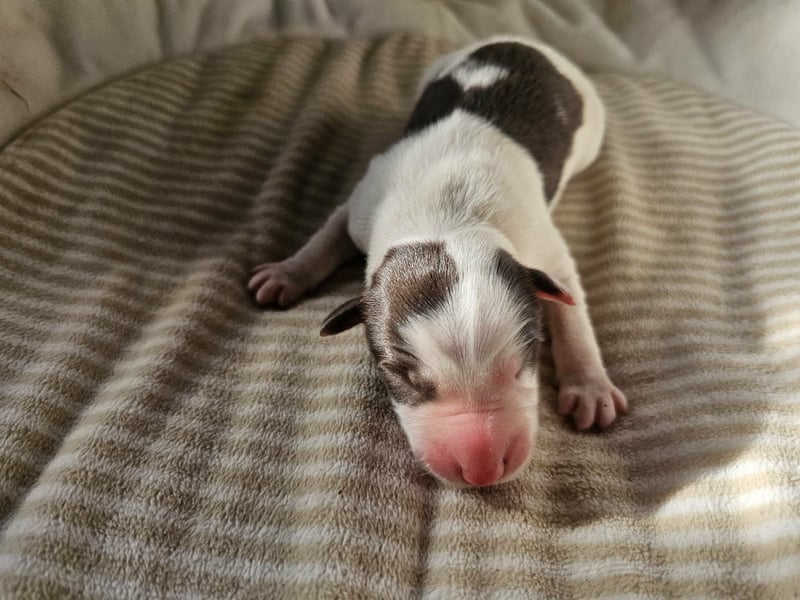 Border Collie Welpen Rüden und Hündinnen