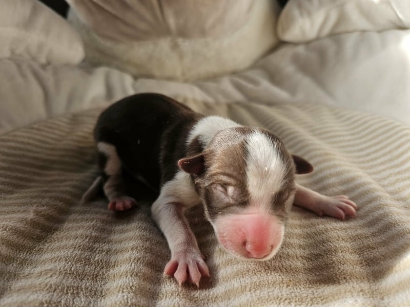 Border Collie Welpen Rüden und Hündinnen