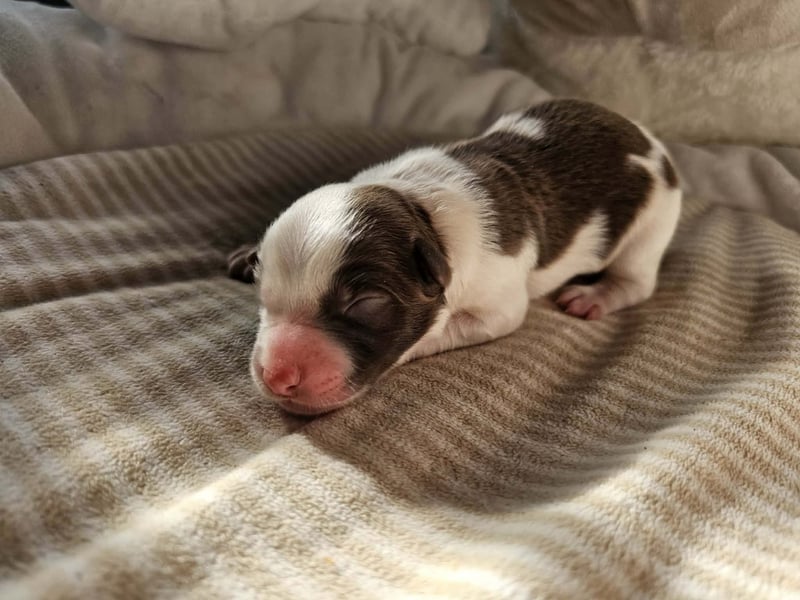 Border Collie Welpen Rüden und Hündinnen