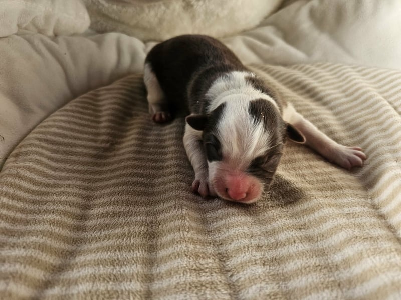 Border Collie Welpen Rüden und Hündinnen