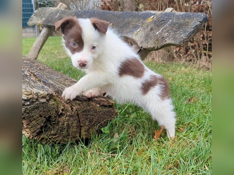 Border Collie Welpen Rüden und Hündinnen
