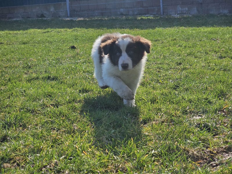 Border Collie Welpen Rüden und Hündinnen