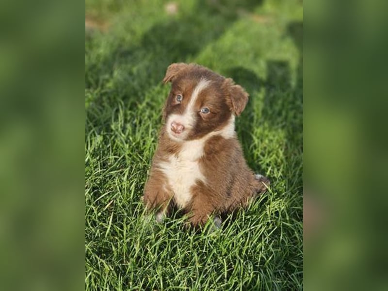 Border Collie Welpen Rüden und Hündinnen