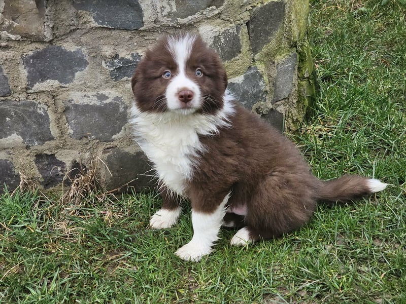 Border Collie Welpen Rüden und Hündinnen