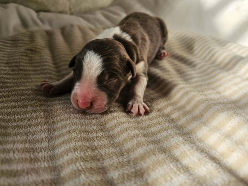 Border Collie Welpen Rüden und Hündinnen