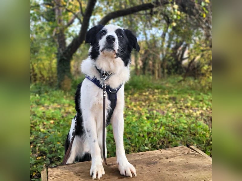 Oreo - wartet auf ein richtiges Zuhause