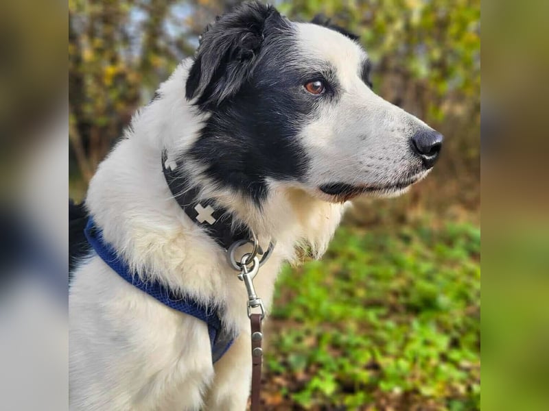 Oreo - wartet auf ein richtiges Zuhause