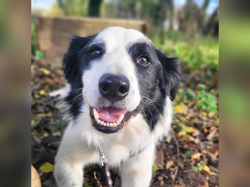 Oreo - wartet auf ein richtiges Zuhause