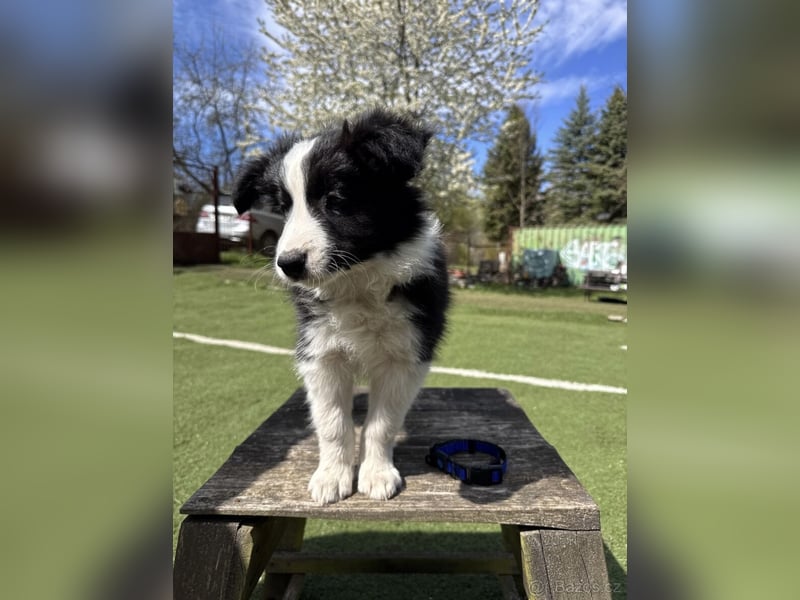 Border Collie - Rüden