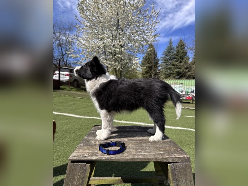 Border Collie - Rüden