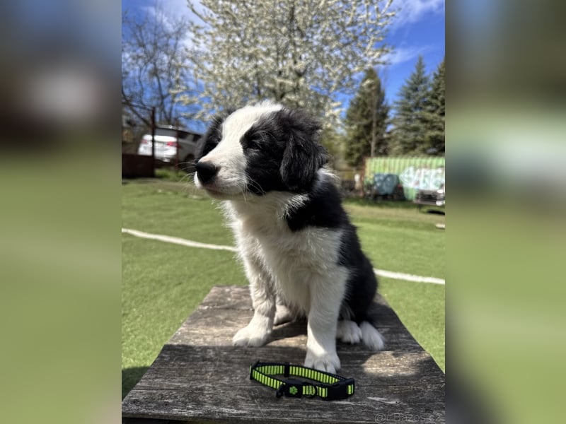 Border Collie - Rüden