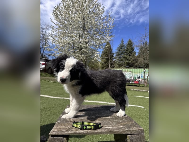 Border Collie - Rüden