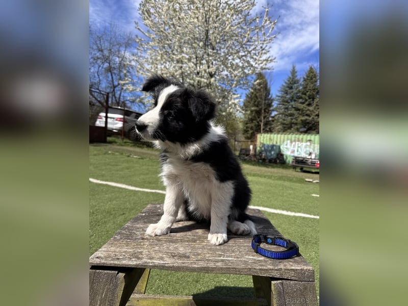 Border Collie - Rüde