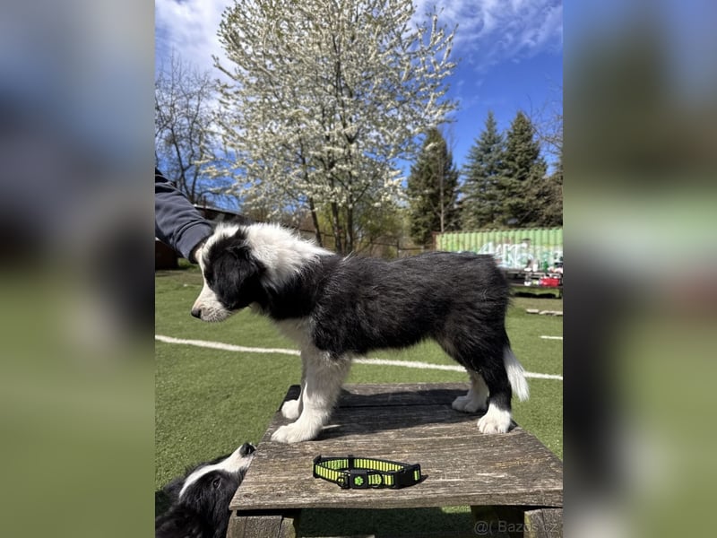 Border Collie - Rüden
