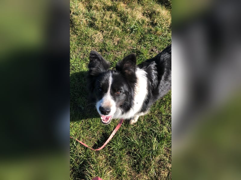 3,5 jährige Border-Hündin