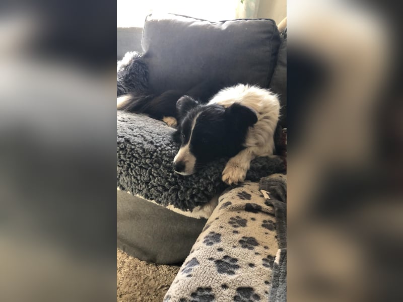 3,5 jährige Border-Hündin