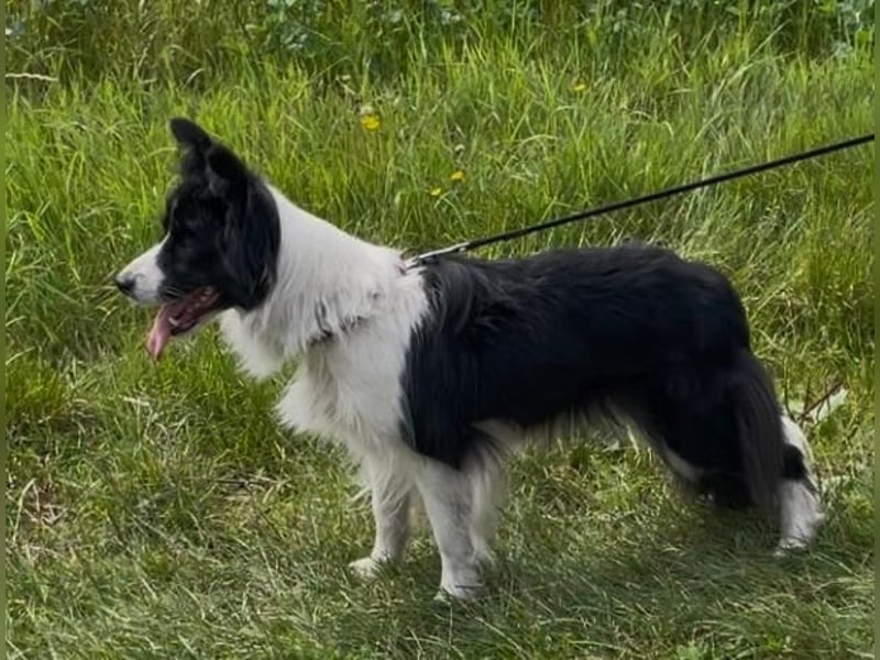 3,5 jährige Border-Hündin