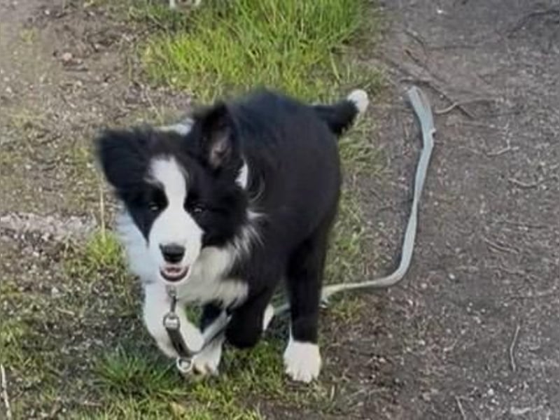 Bella sucht ihre Familie