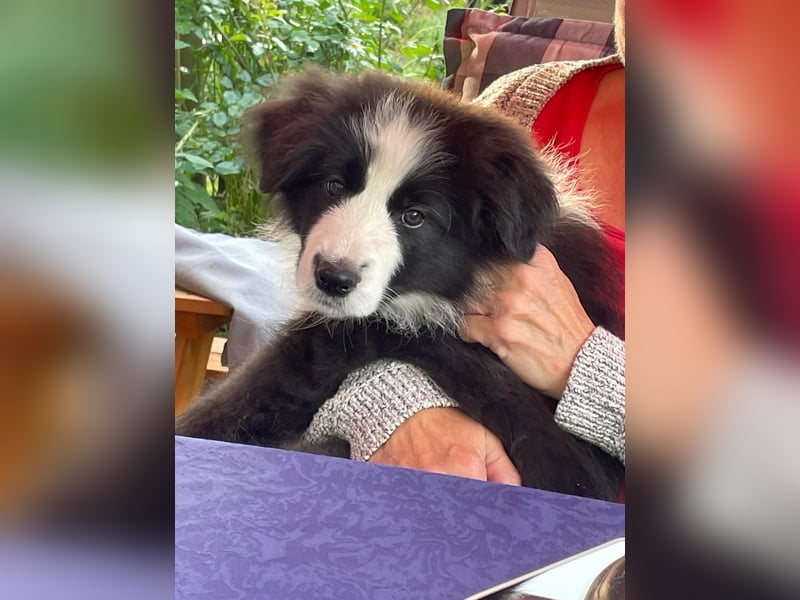 Bella sucht ihre Familie