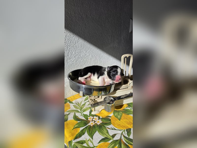 Border Collie Welpen