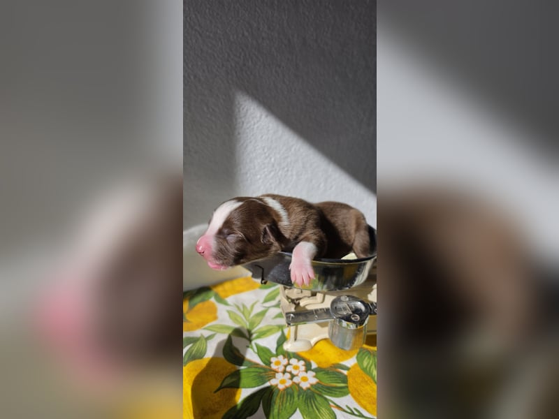 Border Collie Welpen