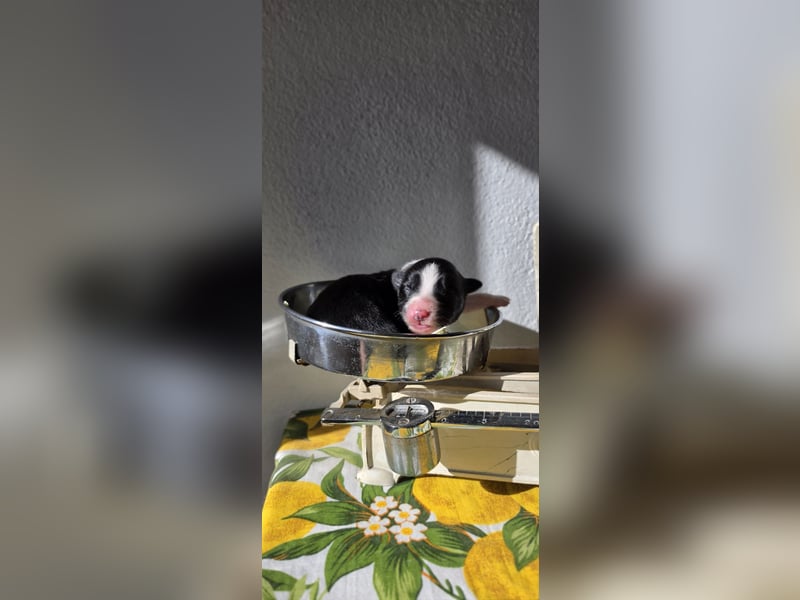 Border Collie Welpen